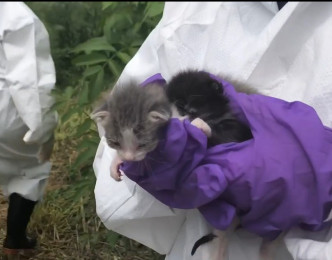 救援人员只救出100只活猫。ALR facebook
