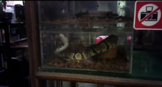 蛇。影片截圖