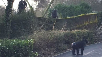 动物园黑猩猩用树枝造梯翻墙逃跑。网上图片