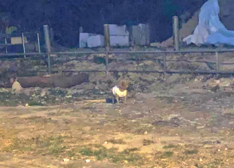 一名市民发现一只啡色贵妇狗被遗弃于荒地。群组「香港玩具/茶杯贵妇狗总会」图片