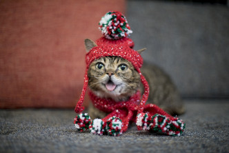 吐舌的小猫Lil Bub。网上图片