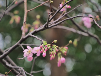 香港单车馆公园内的钟花樱桃。