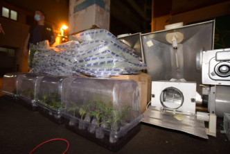 警方展示涉案大麻植物。