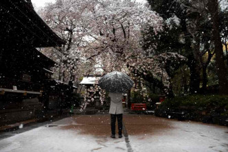 有官员认为东京确诊数字急升与近日的赏樱潮有关。AP