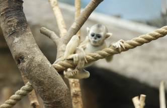 樂奇今年4月17日出生，為首隻在港誕生的川金絲猴。海洋公園提供