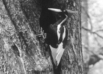 象牙喙啄木鳥（ivory-billed woodpecker） (AP圖片)