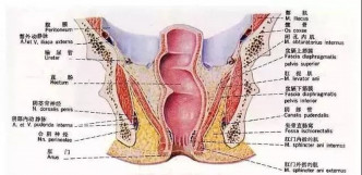 医生解释直肠绝不是直的有2个弯曲和3个侧曲。网图