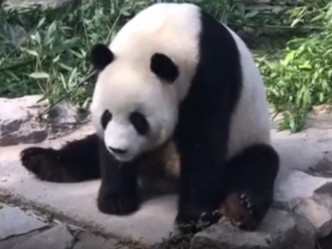 熊猫没有受伤。网上图片
