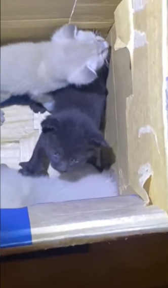 被发现的4只幼猫分别是两黑两白。网上片段截图