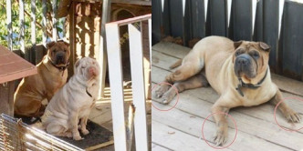 韩国网民贴家虎与茱莉的照片，发文指两头狗看起来无精打采，趾甲和眼睫毛过长没人修剪。