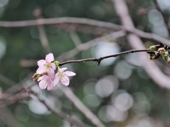 香港單車館公園內的鐘花櫻桃。