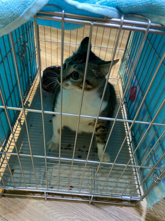 网民收养了一只流浪猫叫「肥仔」，重达7.5公斤。网民Faye Lam图片