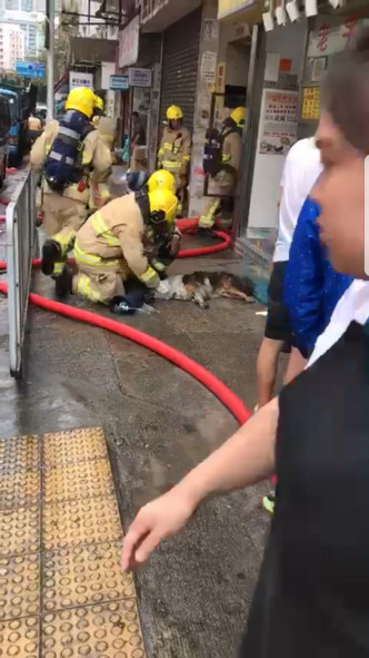 消防为「蒙猪」提供氧气罩呼吸。区议员关浩洋提供