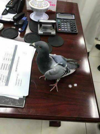 今年5月，科威特運毒鴿子，背部有一個保護色一樣的「小背包」。twitter圖片