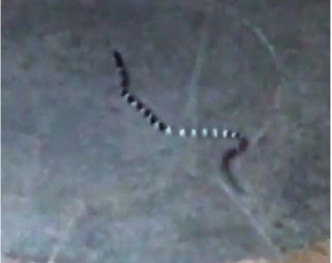 根据影片里蛇的形态特徵蛇为带有毒性的银环蛇。