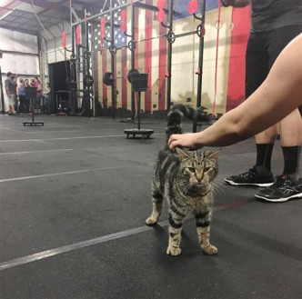 流浪猫夜闯健身室，「巡视业务」劲受欢迎。