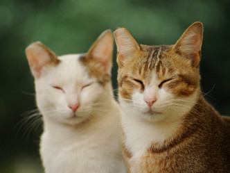 兽医会为猫猫剪去耳朵的一小角作为已绝育的记认。爱护动物协会相片