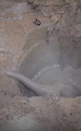 救援隊使用挖土機救出小象。網上截圖