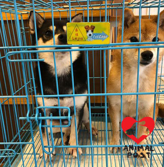 狗狗長期被關在籠内。香港動物報