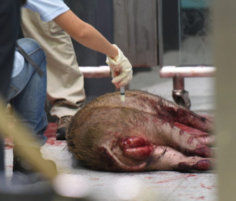 渔护署证实昨日闯车站的野猪伤势严重已人道毁灭。资料图片