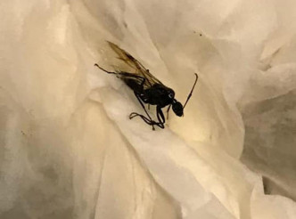 香港昆虫学会会长陈涛表示，看似是弓背蚁的繁殖个体，是常见会飞入屋的昆虫。