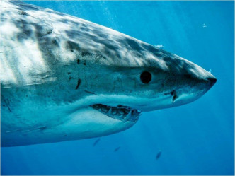 環保團體擔心對鯊魚肝油的需求突然上升，可能會威脅到很多富含「角鯊烯」卻已很脆弱的物種。網圖