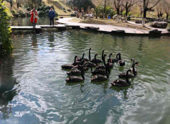 校園天鵝湖內12隻黑天鵝被咬死。網圖