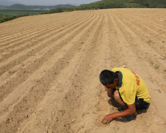 农民在极为乾旱的土地上查看自家农田幼苗的状况。