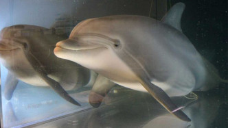 機械海豚外貌可愛，相信會受大人小童歡迎。網圖