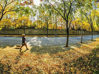 上海公布41条「落叶不扫」景观道路。