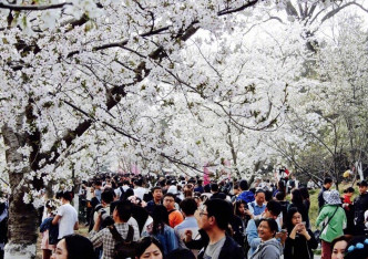 霧霾無阻北京市民到公園賞花。網上圖片