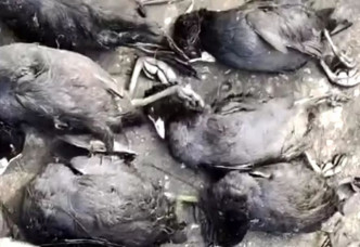 湖北襄陽有大量野生鳥類發現非正常死亡。網上圖片