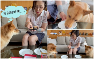 阿姐拍片分享两爱犬食月饼的过程。