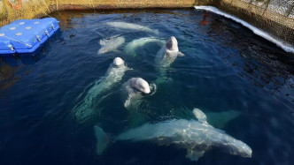 俄罗斯早前破获环境狭窄的鲸鱼监狱。网上图片