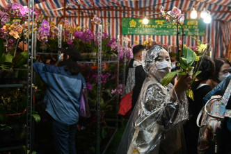 市民冒雨到銅鑼灣維園選購年花。