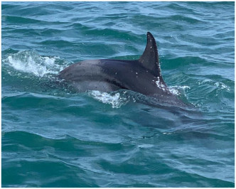 海豚为幼年亚热带斑海豚。