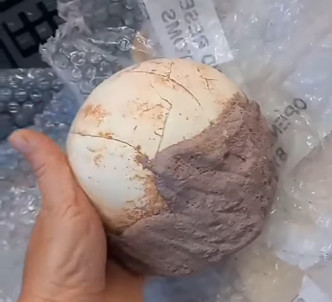 意大利机场海关在包裹中发现一颗恐龙蛋化石。网上图片
