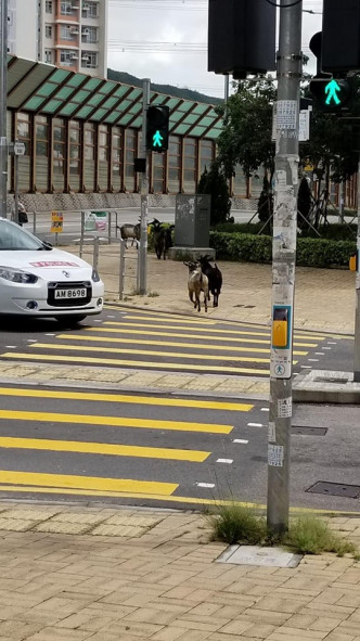 羊咩遵守交通规则横过马路。fb专页「屯门好生活 Tuen Mun Good Life」