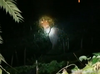 野象被趕到樹木中。互聯網圖片