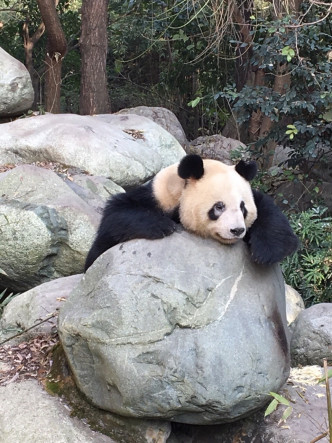 「守护大熊猫之声」微博图片