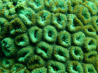 摄于万宜水库东坝的蜂巢珊瑚。政府新闻处图片