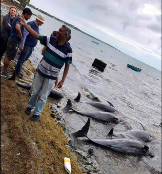 東南部海域附近海岸共發現數十條瓜頭鯨屍體。AP