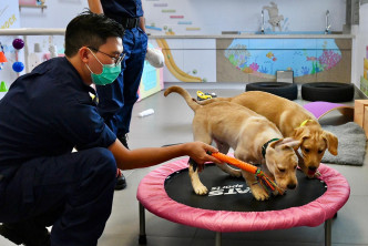 犬隻一歲起會接受正規搜查犬訓練。盧江球攝