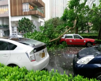 將軍澳厚德邨塌樹，波及多輛私家車。網上圖片