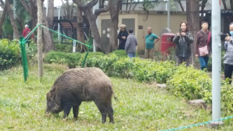 香港野猪为患问题严重，不时有野猪走到闹市觅食。资料图片