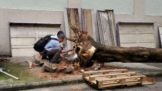 樹木辦人員到場檢查倒塌的鳳凰木。