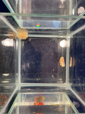 「食角孔珊瑚背鳃海蛞蝓」一如其名，以角孔珊瑚为食物，寿命只有短短两个月，其卵块呈橙黄色。