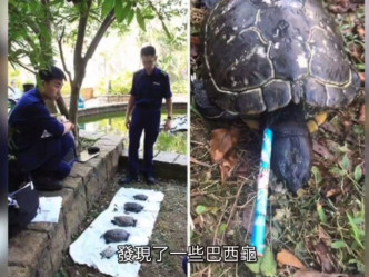 东区医院水池17年有10只巴西龟遭人用铅笔插伤。 网上截图