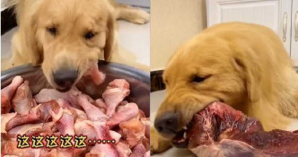 有狗狗被迫吃一大盘生鸡髀及一大块生肉。网图