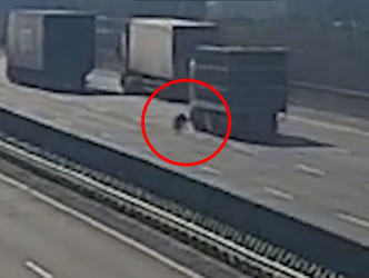 肥豬掉到高速公路上。影片截圖